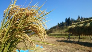 大津市滋賀県の信楽　Rice Harvest 1