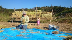 滋賀県の信楽の米です！　Rice Harvest 3