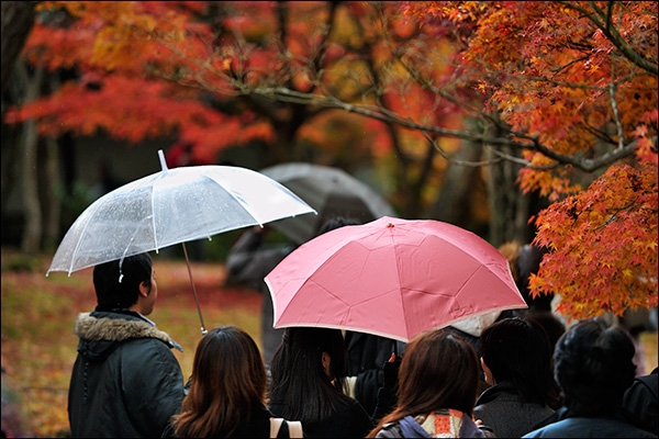 Momiji in the rain - Kyoto