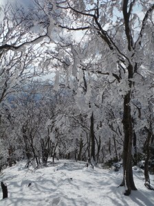 Icy Trees on Mt Watamuki in Shiga 綿向山大津市滋賀県