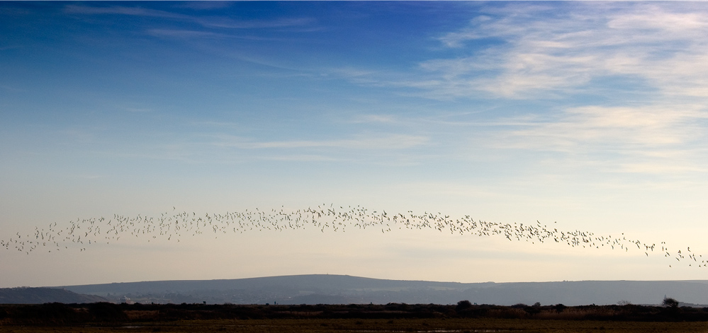 Birds in Flight - Isle of Wight
