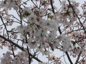 Cherry Blossoms in Osaka Park